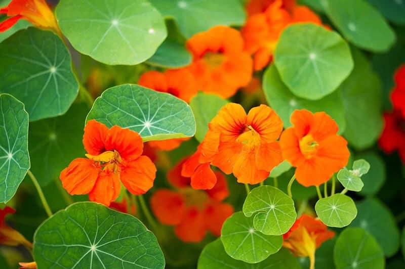 Nasturtium (Tropaeolum “Indian Cress”)