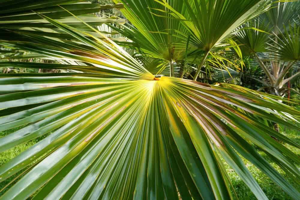 Yellow Types of Palm Trees: Latan Palm (Latania verschaffeltii)