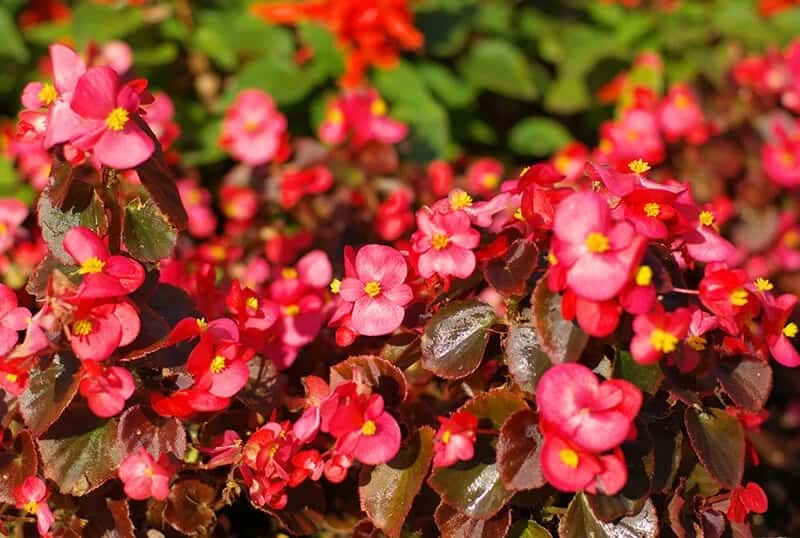 Begonia (Nelumbiifolia “Lilypad begonia”)