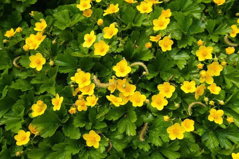 Barren Strawberry (Waldsteinia ternata)