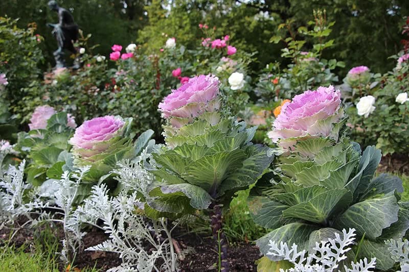 Ornamental Cabbage (Brassica Oleracea)