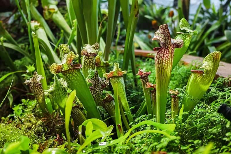 Sweet Pitcher Plant (Sarracenia Rubra)