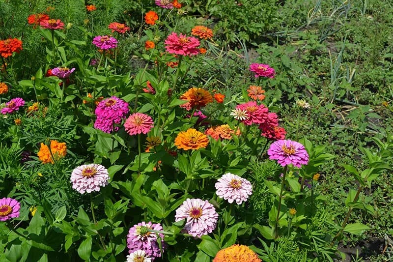 Creeping Zinnia (Zinnia Angustifolia)