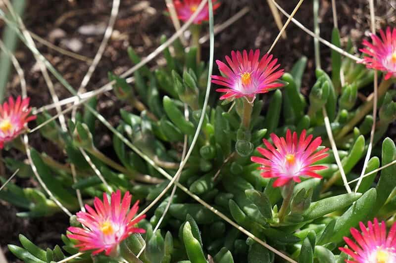 Heartleaf Iceplant (Mesembryanthemum Cordifolium)