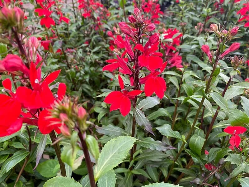 Scarlet Sage (Lobelia Cardinalis ‘Queen Victoria’)