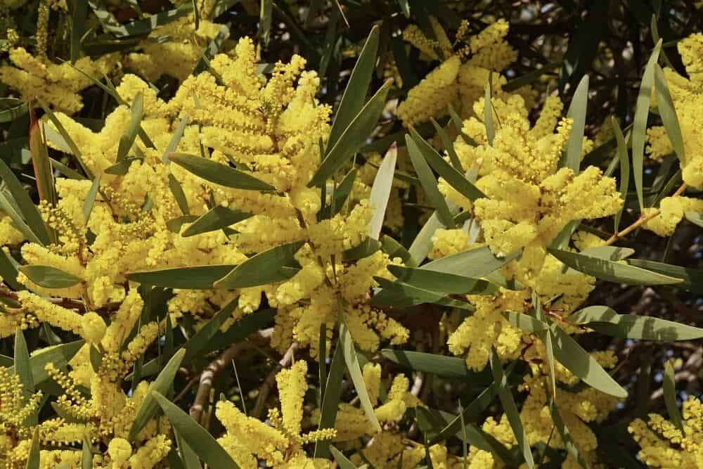 Sydney Golden Wattle (Acacia longifolia)