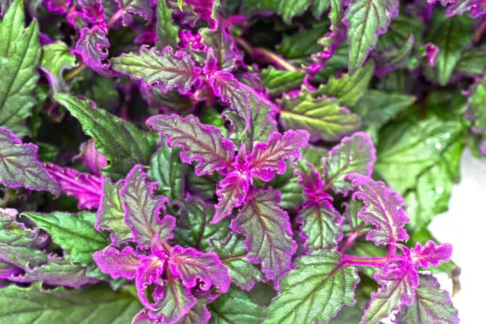 Purple Velvet Plant (Gynura aurantiaca)