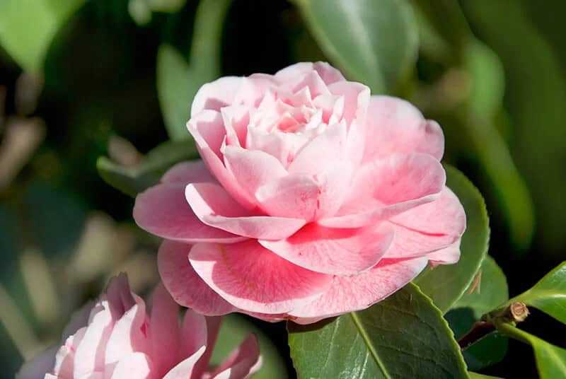 Camellia (Camellia spp.)