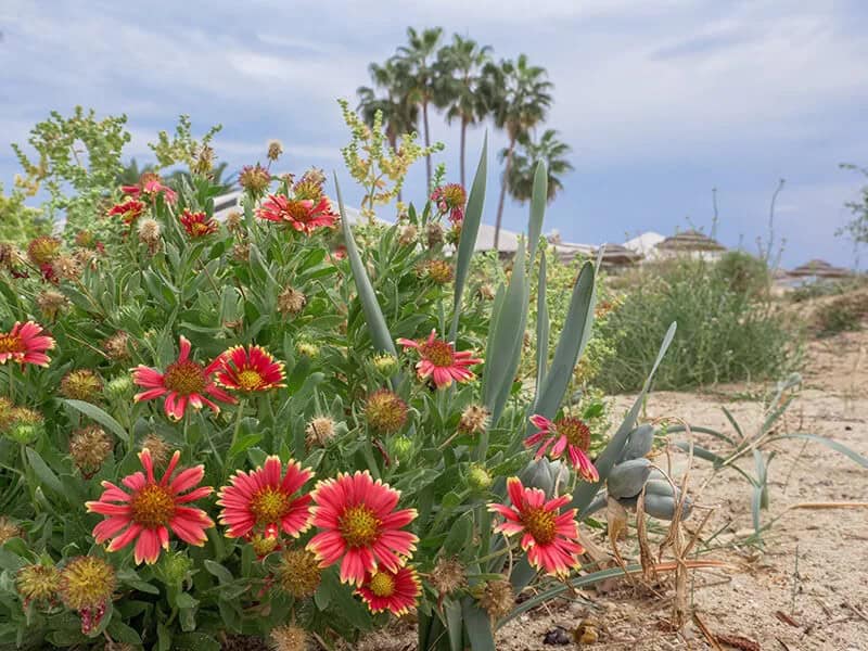 Blanket Flower (Gaillardia ‘Frenzy’)