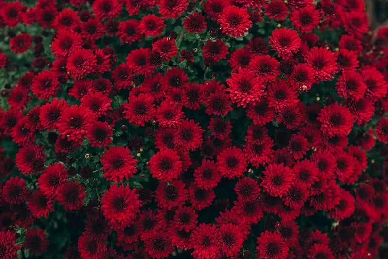 Chrysanthemum (Chrysanthemum ‘Yoraquel’ Raquel)