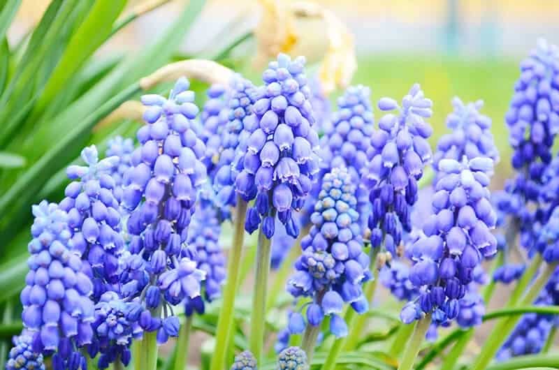 Blue Grape Hyacinth (Muscari)