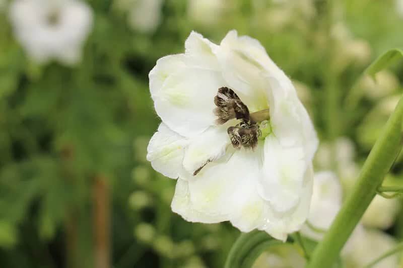 Larkspur (Delphinium – Belladonna Group)