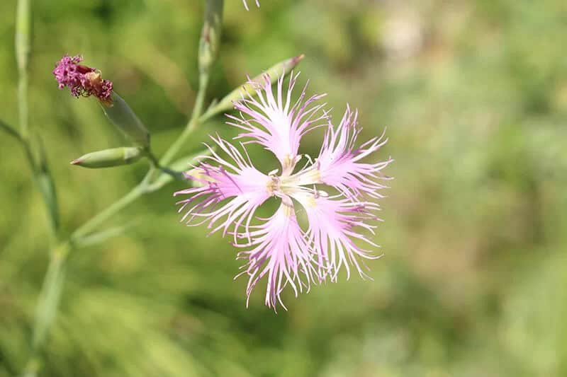 Nadeshiko Carnation (Dianthus Superbus)