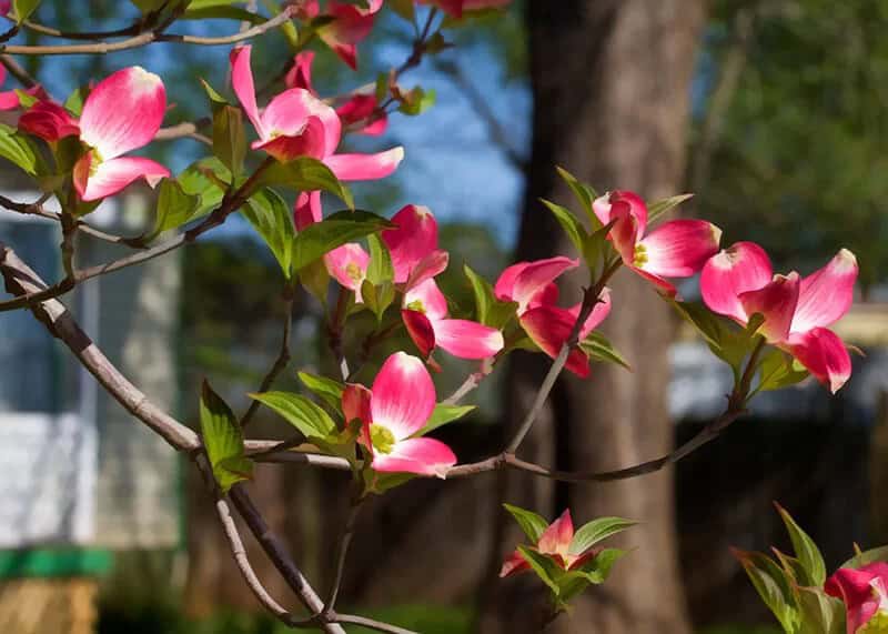 Flowering Dogwood (Cornus Florida ‘Red Pygmy’)