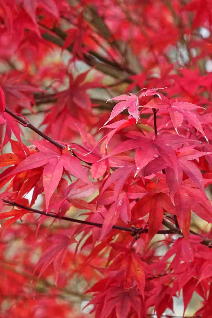 Emperor 1 Japanese Maple (Acer palmatum ‘Wolff’)