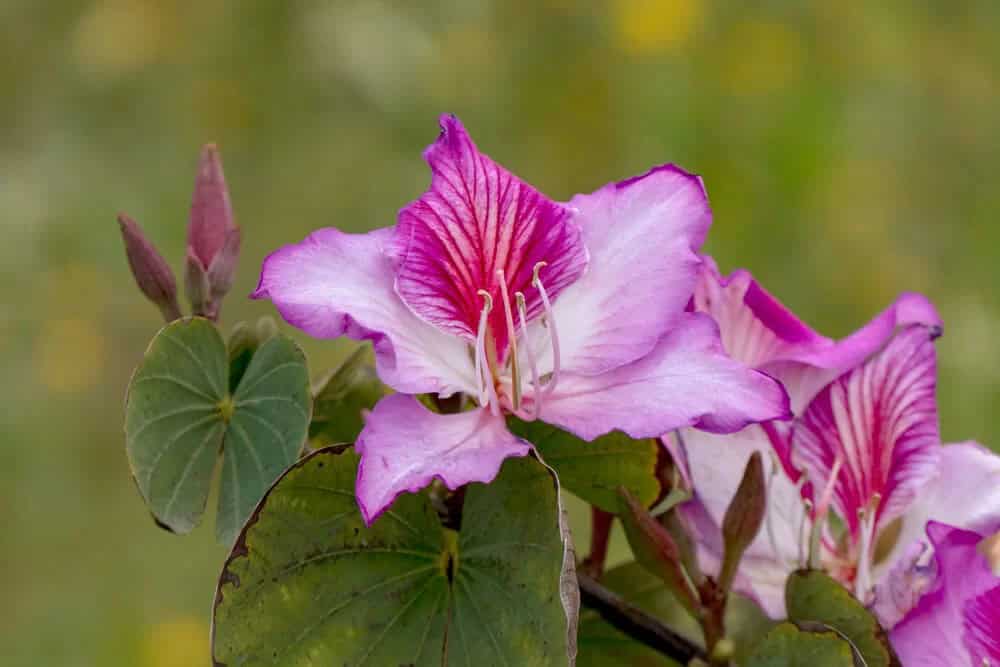 Purple Orchid Tree (Bauhinia Purpurea)