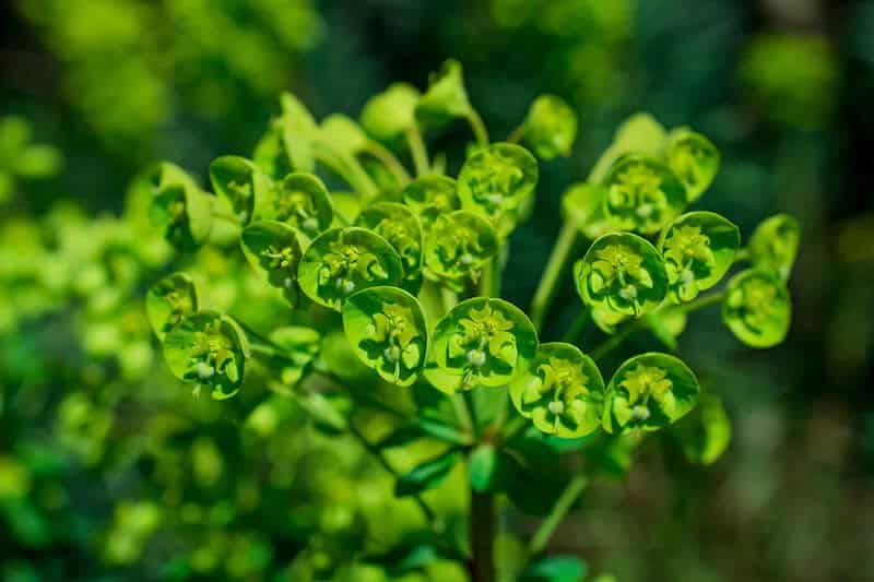 Spurge (Euphorbia Amygdaloides)