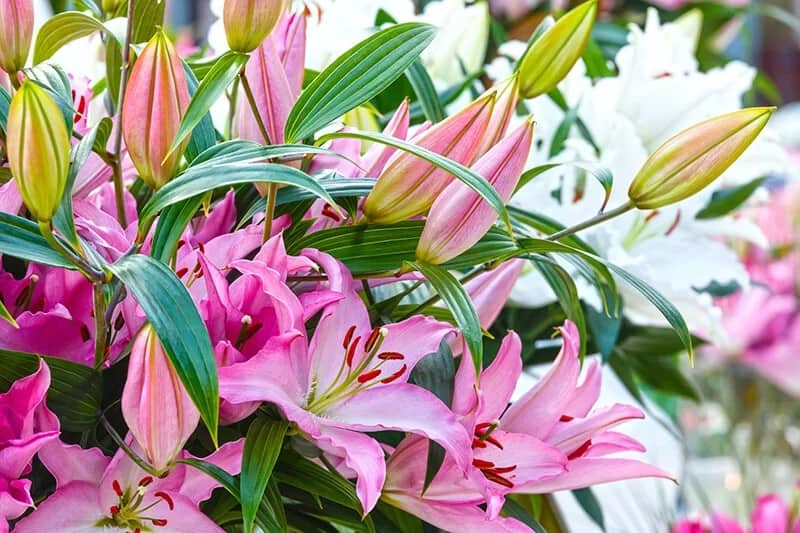 Naked Lady (Amaryllis Belladonna)