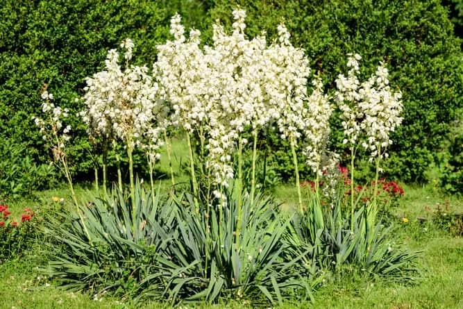 Adam’s Needle (Yucca filamentosa)