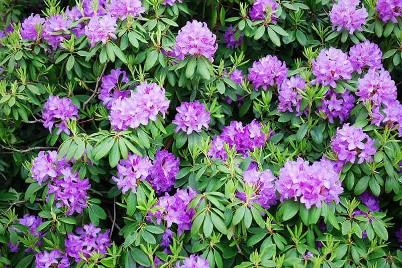 Evergreen Azalea (Rhododendron ‘Boudoir’)