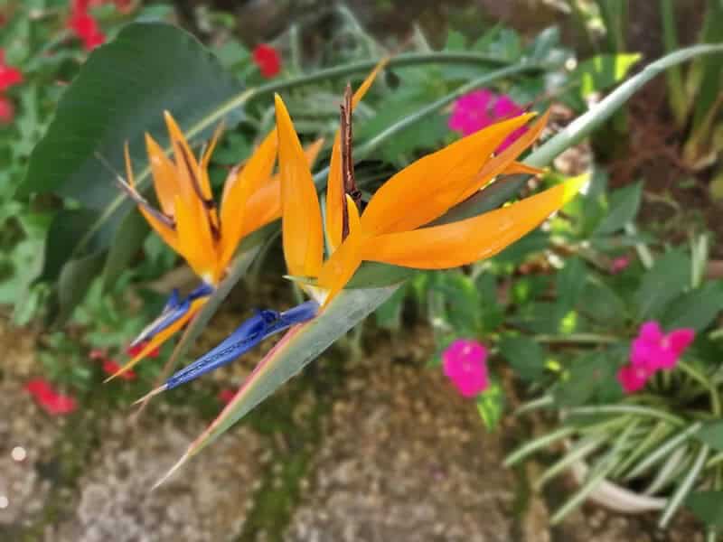 Bird of Paradise Flower (Strelitzia Reginae)