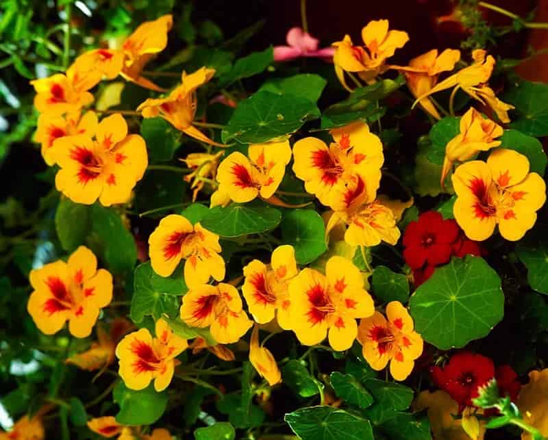 Nasturtium (Tropaeolum)