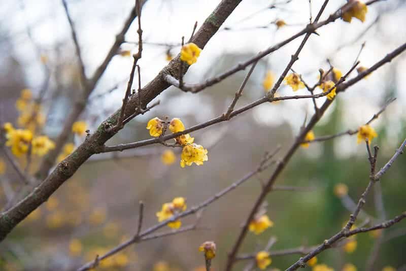 Wintersweet (Chimonanthus Praecox)