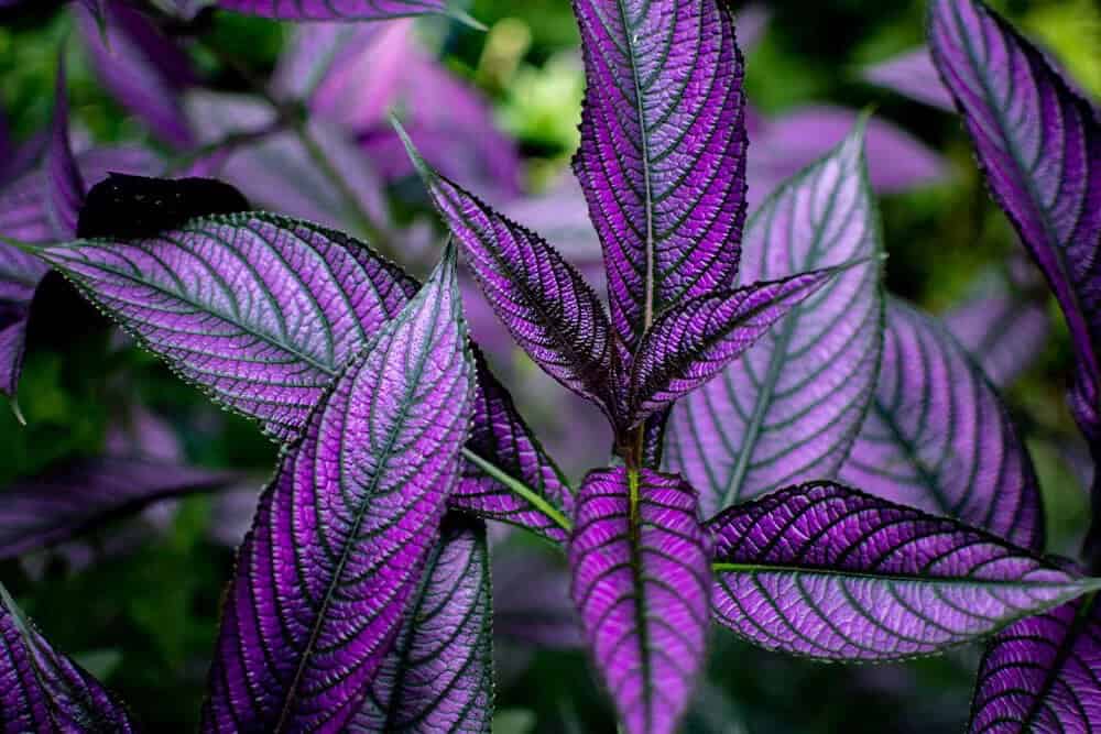 Persian Shield Plant (Strobilanthes dyerianus)