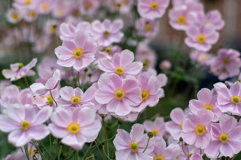 Japanese Windflower (Anemone Hupehensis)