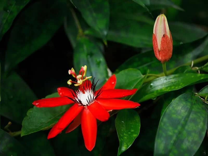 Red Passion Flower (Passiflora Coccinea)