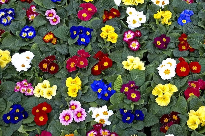 Polyanthus Primrose (Primula Veris x Primula Vulgaris)