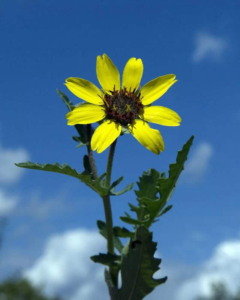 Chocolate Flower (Berlandiera Lyrata)