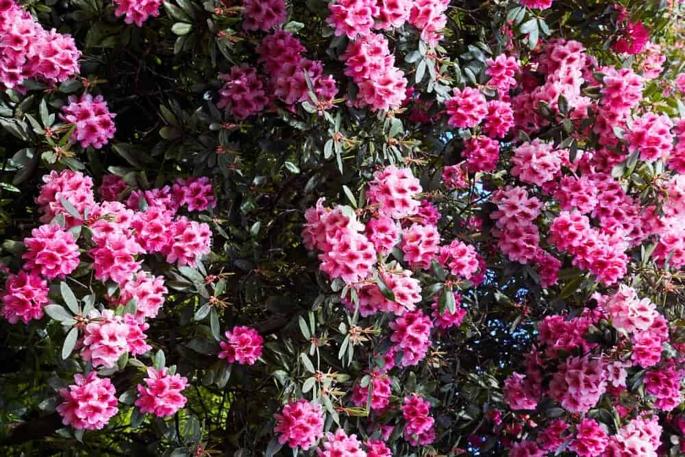 Azaleas (Rhododendron)