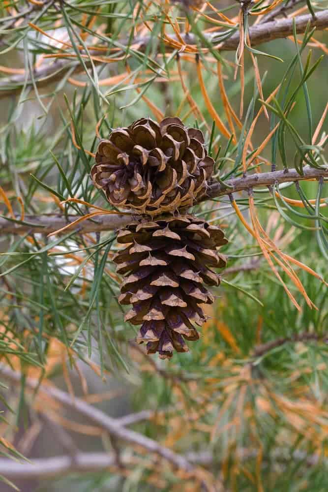 Virginia Pine (Pinus virginiana)