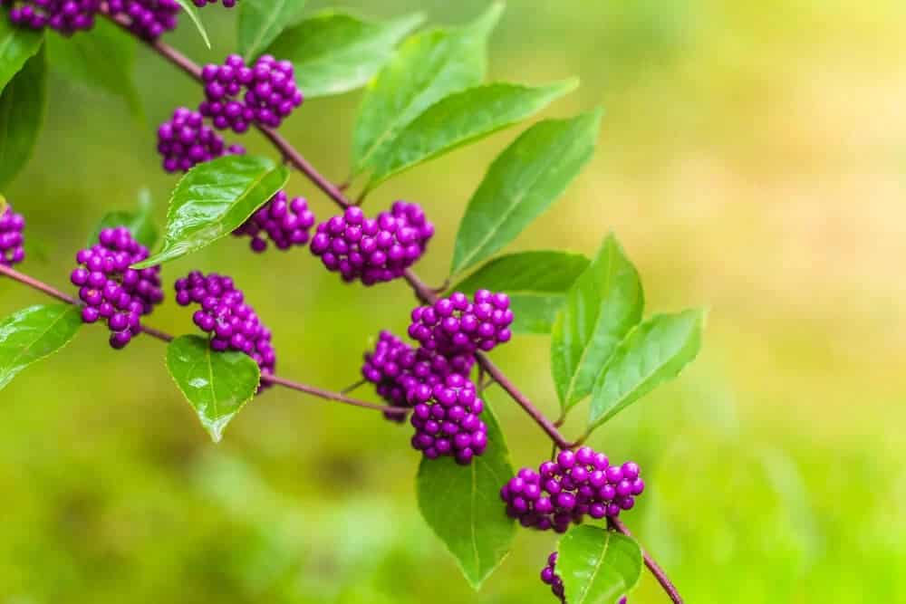 American Beautyberry (Callicarpa americana)