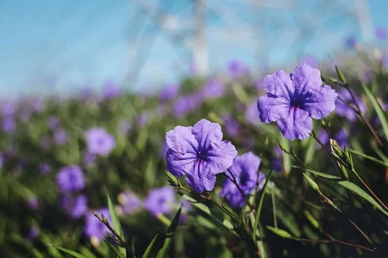 Mexican Petunia (Ruellia Simplex)