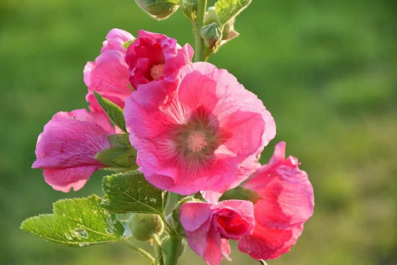 Hollyhock (Alcea Rosea)