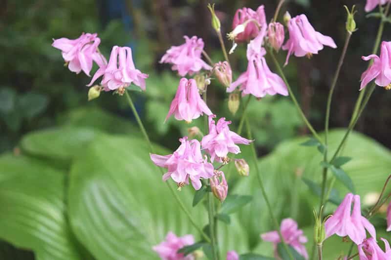 Columbine (Aquilegia Canadensis)