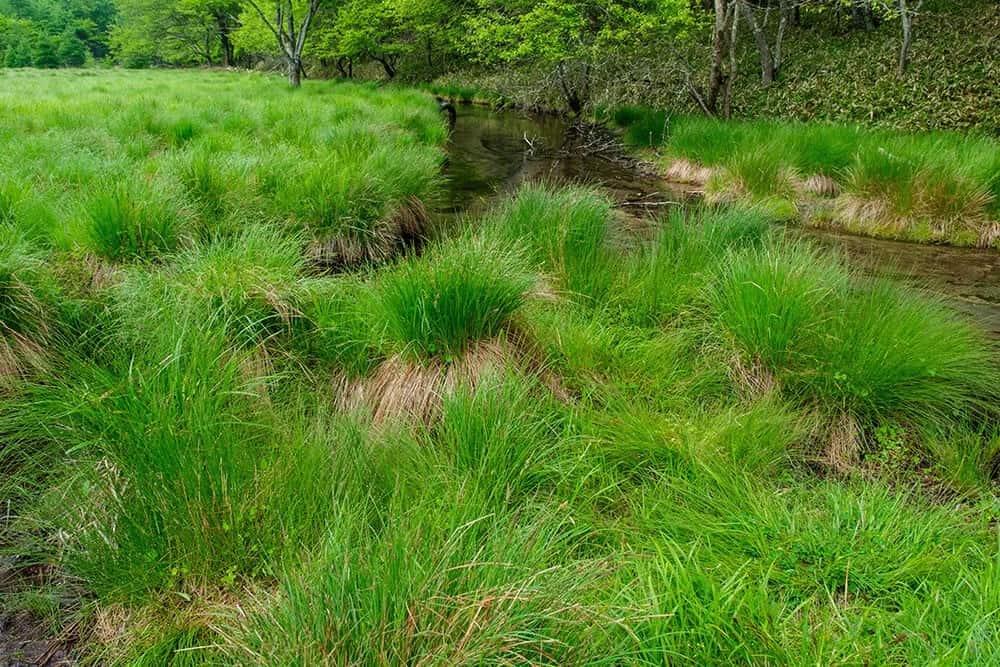 Sedges (Carex spp.)