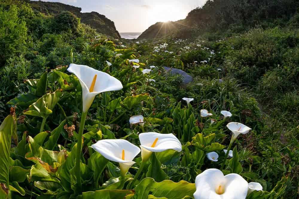 Calla Lily (Zantedeschia)