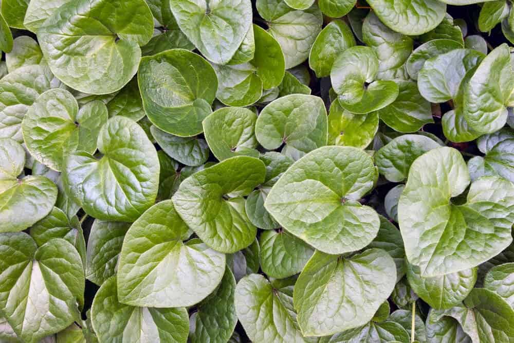 Wild Ginger (Asarum canadensis)