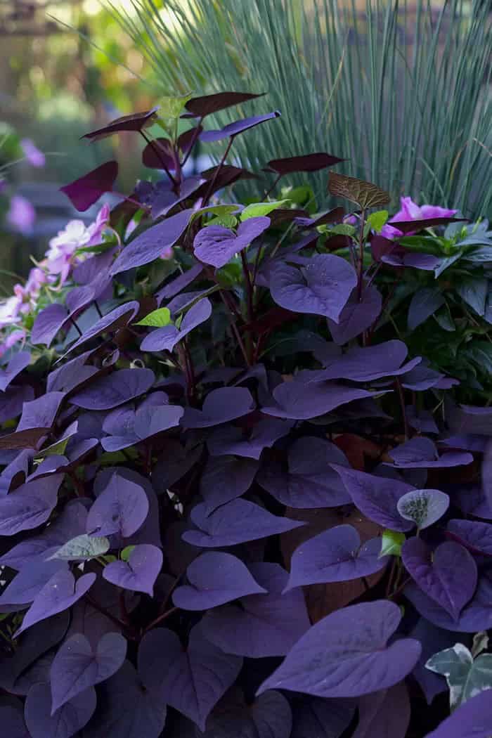 Purple Sweet Potato (Ipomoea batatas ‘Sweet Caroline Sweetheart Purple’)