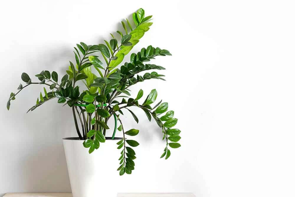 ZZ Plant (Zamioculcas zamiifolia)