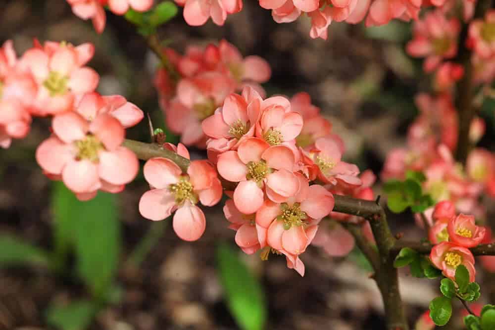 Flowering Quince (Chaenomeles speciosa)