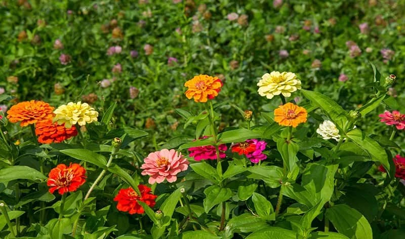 Zinnia (Zinnia)