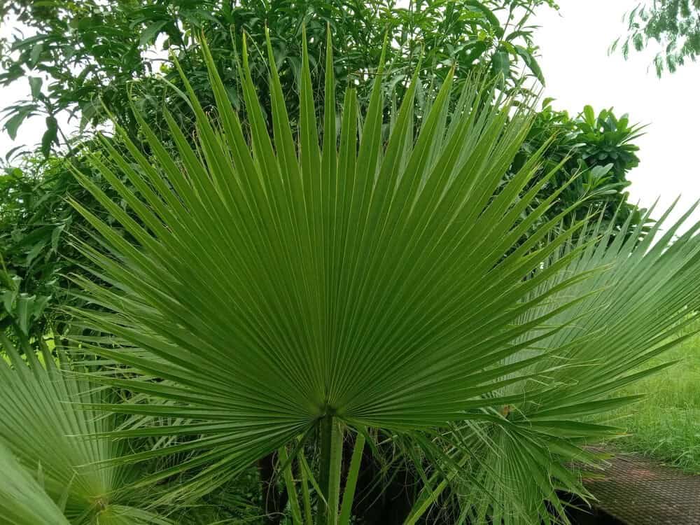 Chinese Fan Palm (Livistona chinensis)