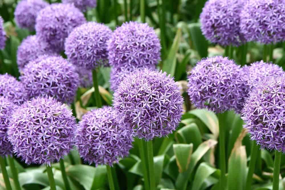 Giant Allium (Allium)