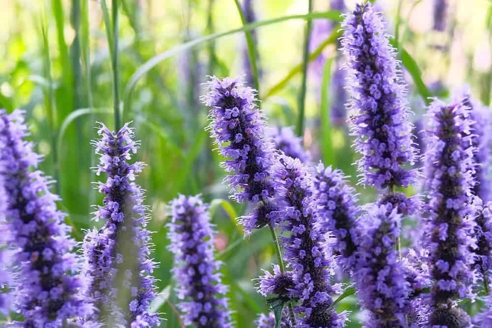 Hyssop (Hyssopus officinalis)