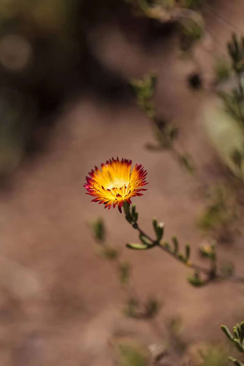 Dewflower (Drosanthemum Micans)