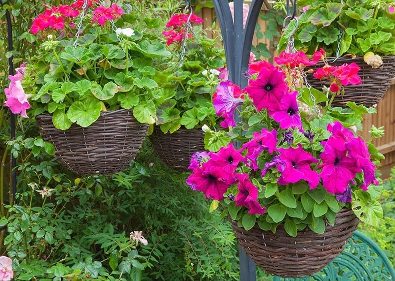 Petunia (Petunia spp.)